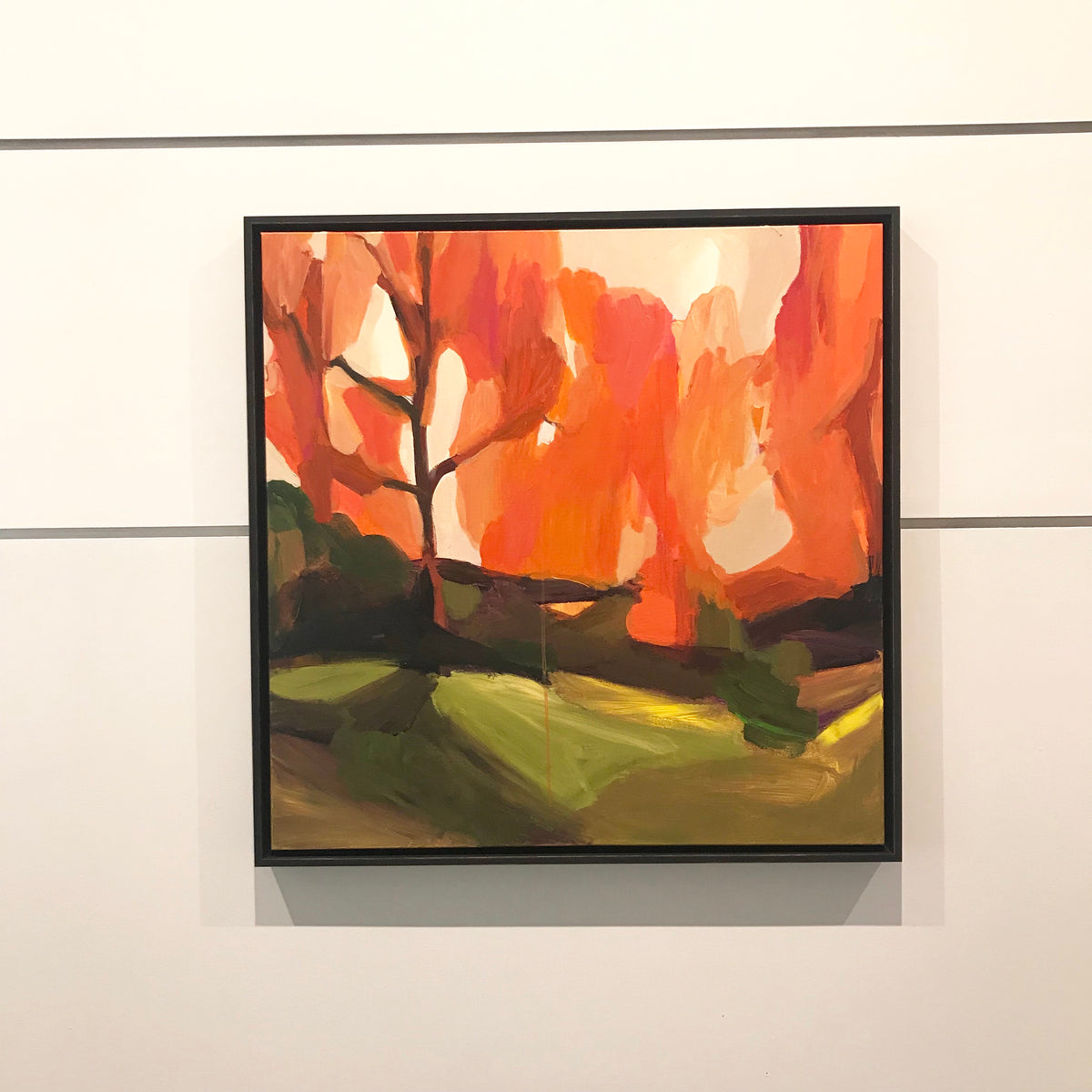 DAWN REDWOOD - SOLD