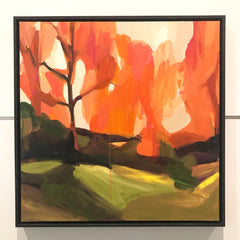 DAWN REDWOOD - SOLD